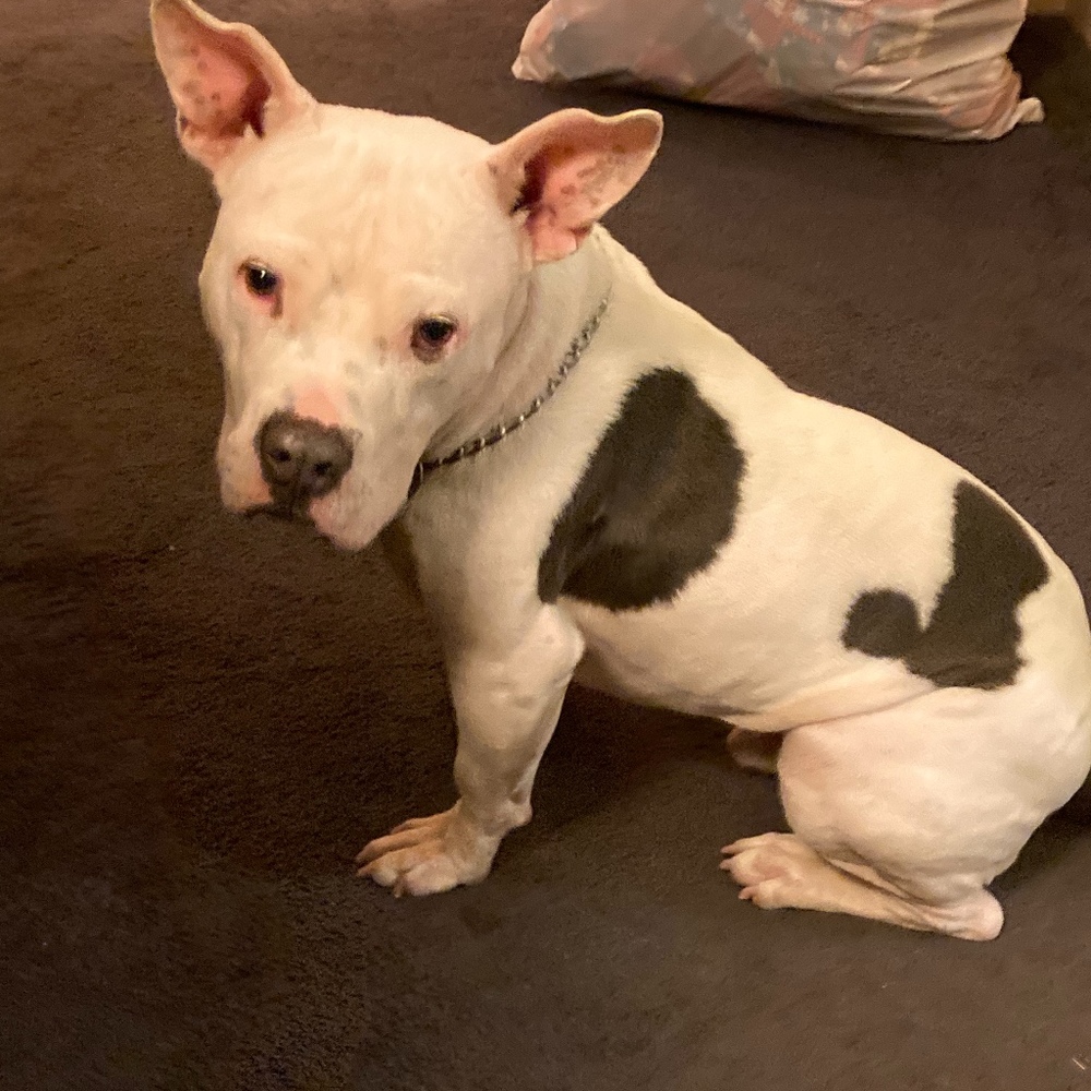 Meet your Posher, Ann